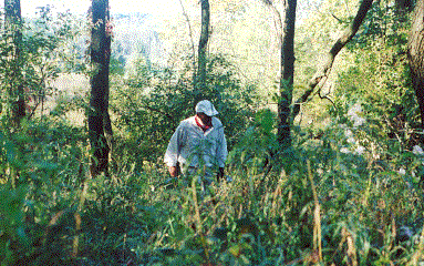 ACSearching.gif (57269 bytes)